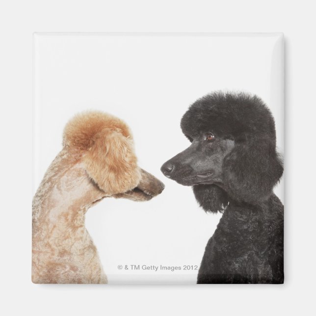 Poodles, die einander untersuchen magnet (Vorne)