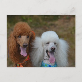 Poodles Postkarte