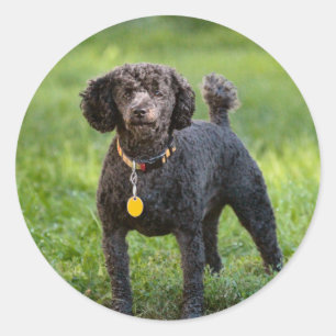Poodles Runder Aufkleber