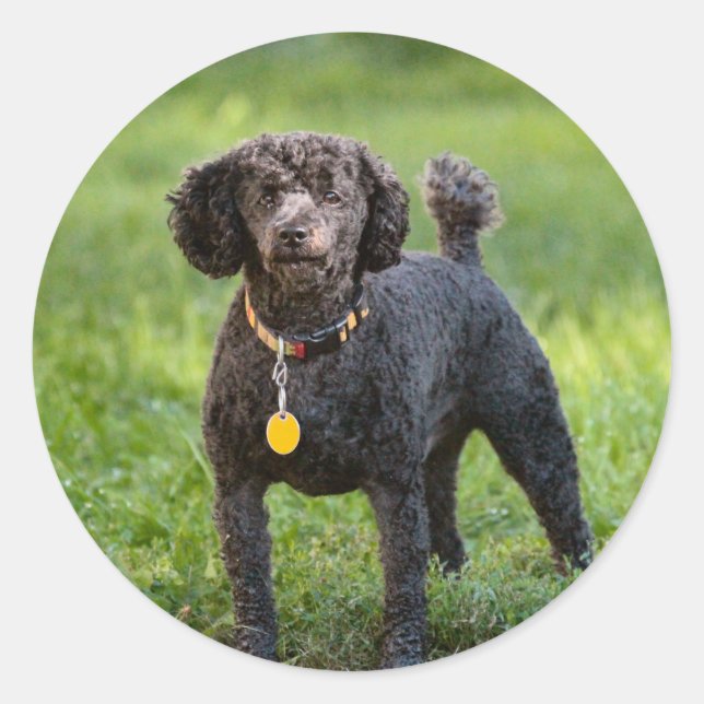 Poodles Runder Aufkleber (Vorderseite)