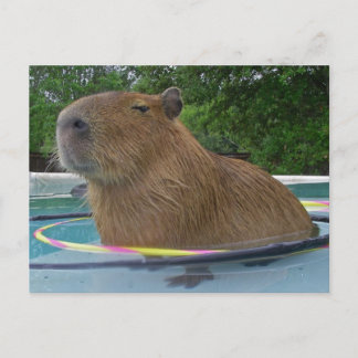 Pool Capybara Postkarte