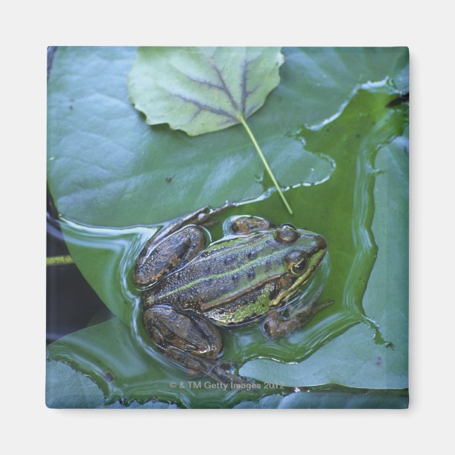 Pool Frog, Amperauen, Deutschland Magnet (Vorne)