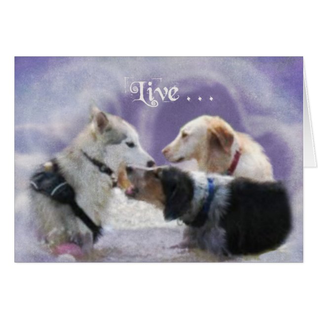 PoolParty (Vorderseite (Horizontal))