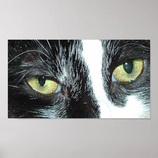 Pop Art Cat Poster (Vorne)
