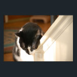 Pop Art Cat Poster<br><div class="desc">Foto</div>