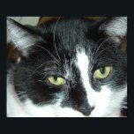 Pop Art Cat Poster<br><div class="desc">Schöne,  schwarz-weiße Tuxedo-Katze nah-up</div>