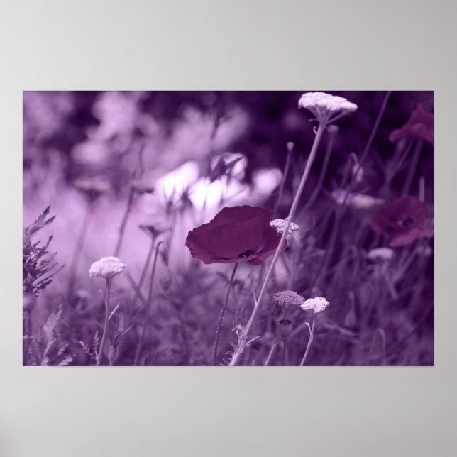 Pop-i-lila Poster (Vorne)