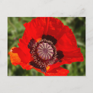 Pop Postkarte