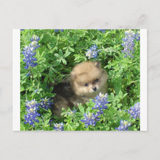 Pop Pup in Blue Bonnets Postkarte