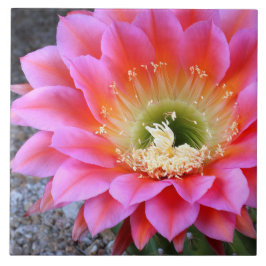 Pop von rosa Kakteen Fliese