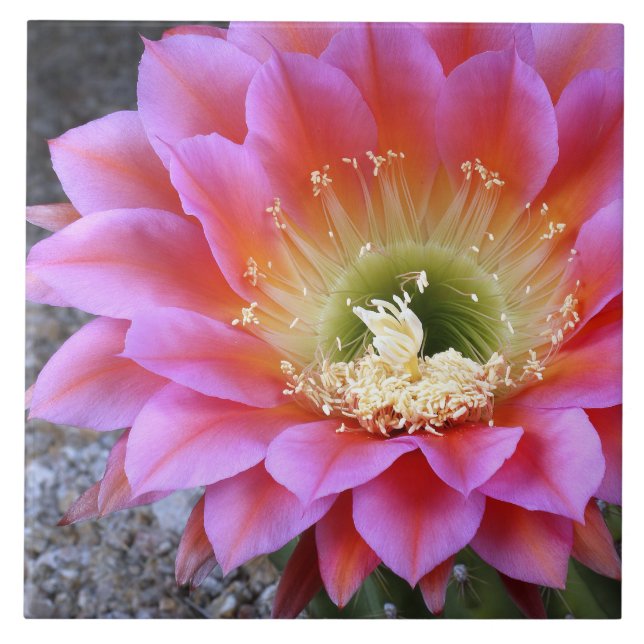 Pop von rosa Kakteen Fliese (Vorderseite)