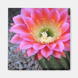 Pop von rosa Kakteen Magnet