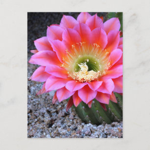 Pop von rosa Kakteen Postkarte