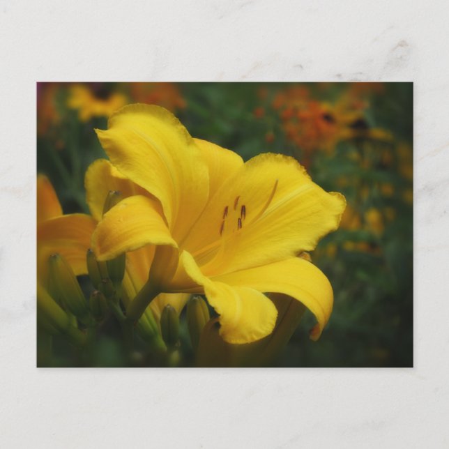Popcorn Garden - Taglilie Postkarte (Vorderseite)
