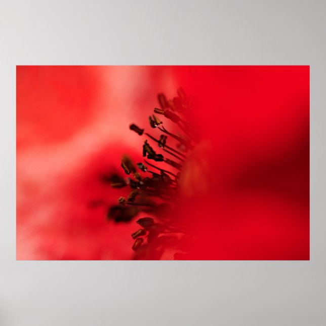 Popherz Poster (Vorne)