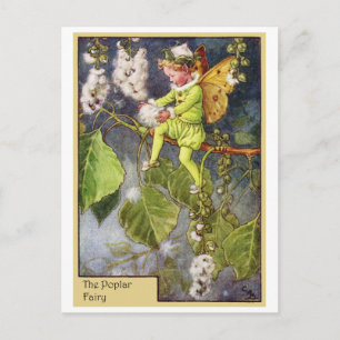 Poplar Fairy Postkarte