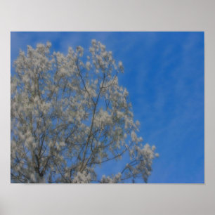 Poplar Tree Fluff Snow Im Juni Orton Naturelekunst Poster