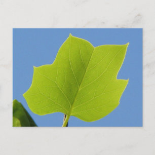 Poplar Tree Leaf Postkarte
