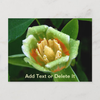 Poplar Tree Tulip Postkarte