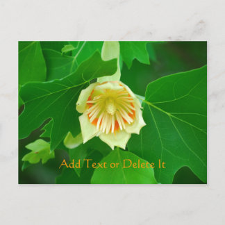 Poplar Tree Tulip Postkarte