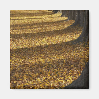 Poplar Trees im Herbst, Lake Wanaka, Otago, Magnet