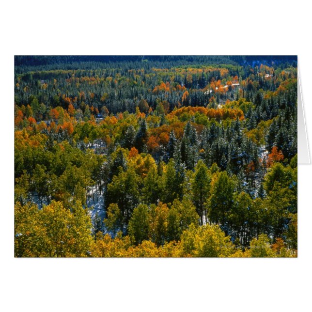 Poplar und Spruce Trees (Vorderseite (Horizontal))