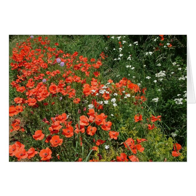Poppies (Vorderseite (Horizontal))