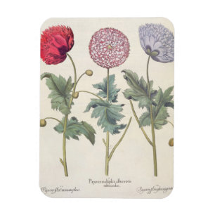 Poppies: 1.Papaver multiplex albumoris rubicundis; Magnet