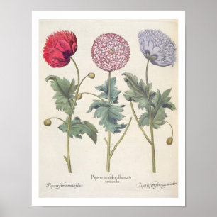 Poppies: 1.Papaver multiplex albumoris rubicundis; Poster