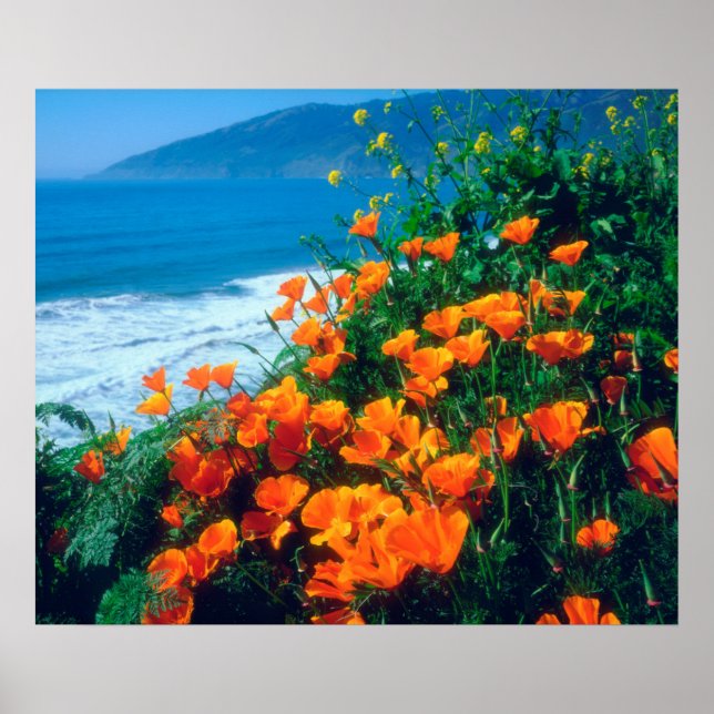 Poppies along the Pacific Coast near Big Sur Poster (Vorne)