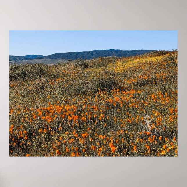 Poppies aus Kalifornien - Landschaft 2 Poster (Vorne)