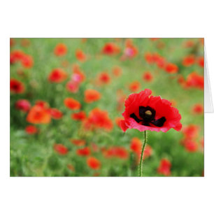 Poppies-Feld