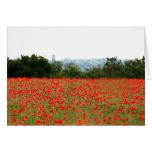 Poppies-Feld