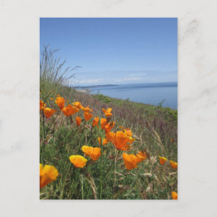 Poppies-Feld Postkarte