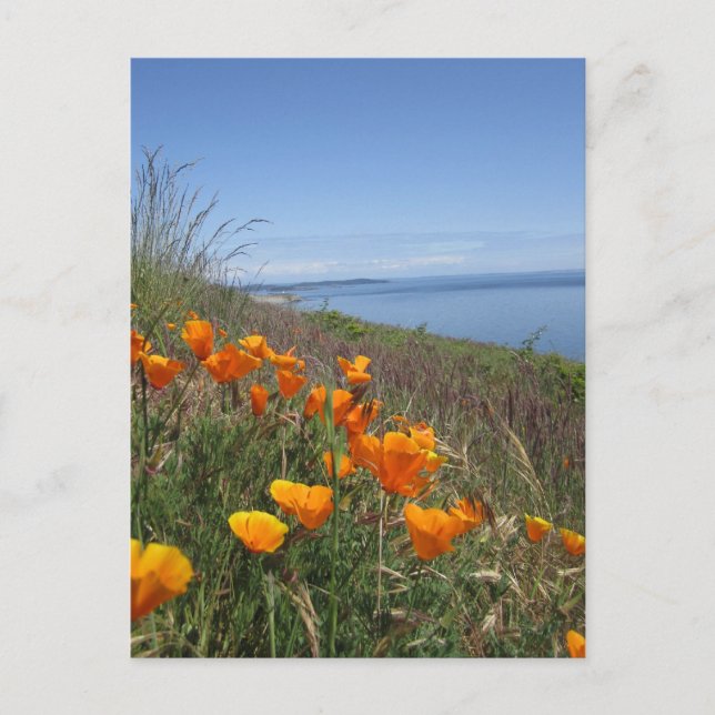 Poppies-Feld Postkarte (Vorderseite)