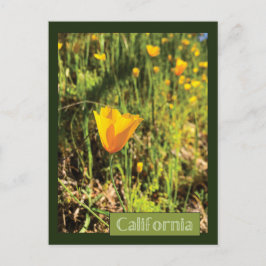 Poppies-Feld Postkarte