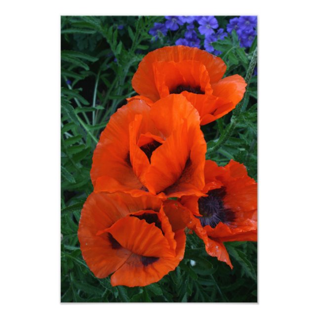 Poppies Fotodruck (Vorne)
