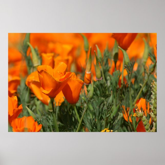 Poppies Galore Print Poster (Vorne)