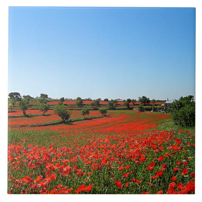 Poppies in Bloom Fliese (Vorderseite)