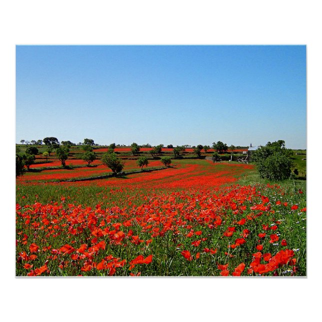 Poppies in Bloom Poster (Vorderseite)