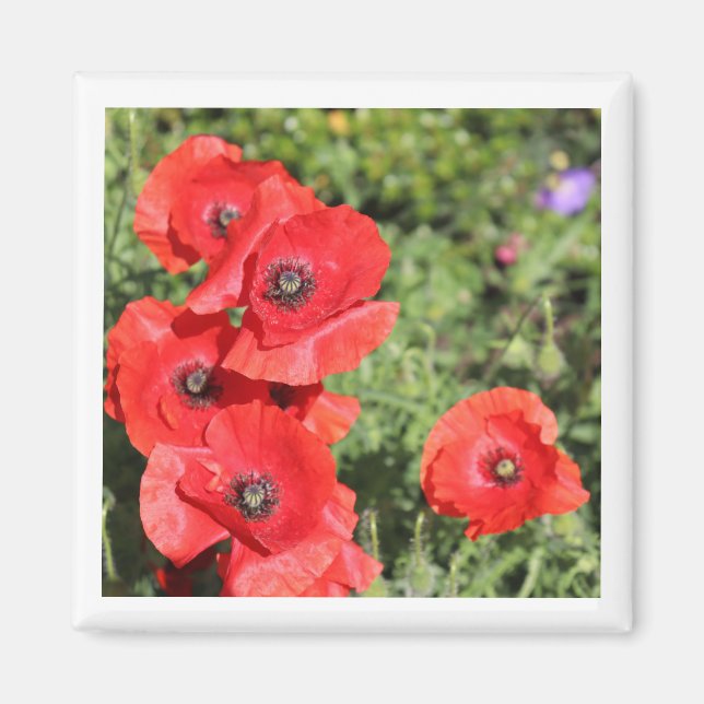 Poppies-Magnet Magnet (Vorne)