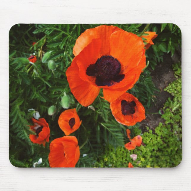 Poppies Mousepad (Vorne)