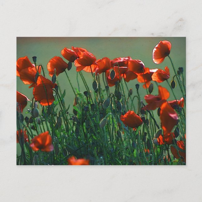 Poppies Nr. 3 | Postkarte (Vorderseite)