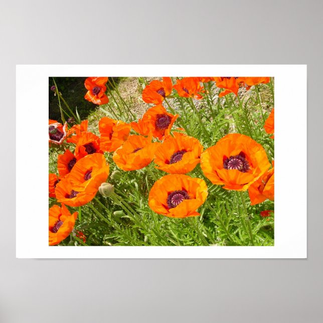 Poppies Poster (Vorne)