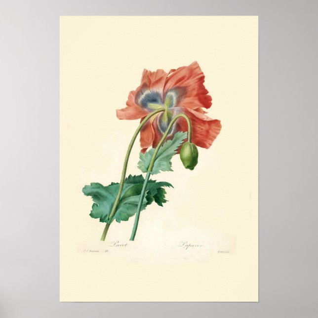 Poppies Poster (Vorne)