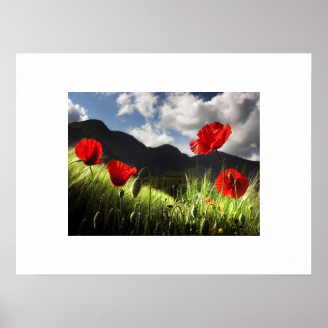 Poppies Poster (Vorne)