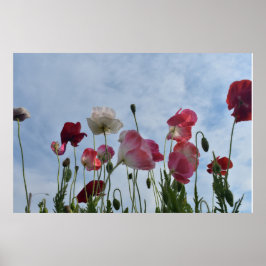 Poppies Poster