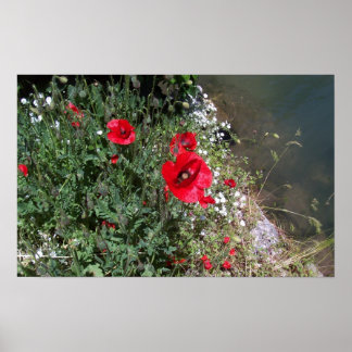 Poppies Poster