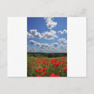 Poppies Postkarte