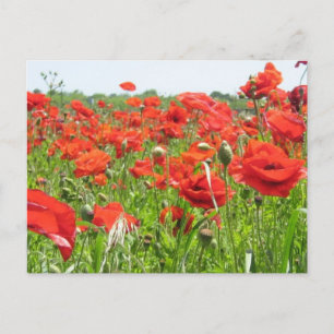 Poppies Postkarte